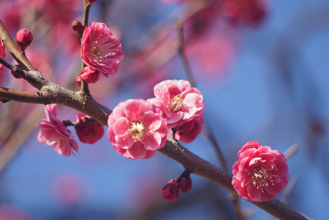 20211029_FEB_flower_5 (1)